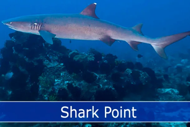 Shark Point, Padang Bai